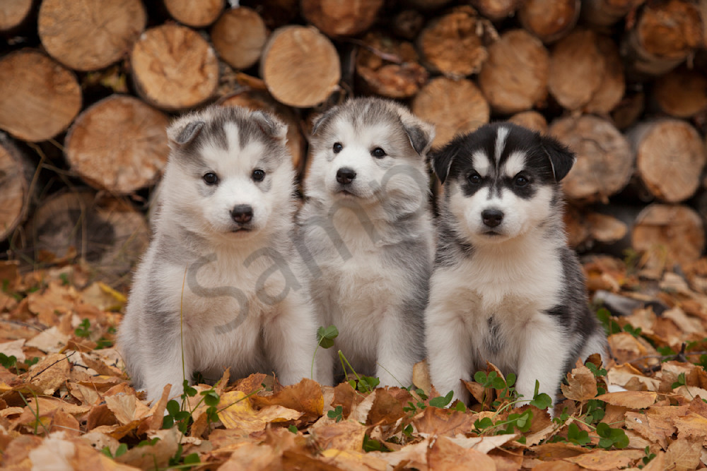 5 Week old Siberian Husky puppies in traditional wooden dog sled w Christmas wreath Autumn