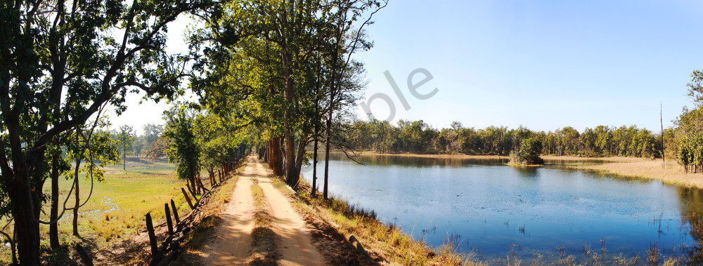 Jungles Of India Photography Art | Fine Balance