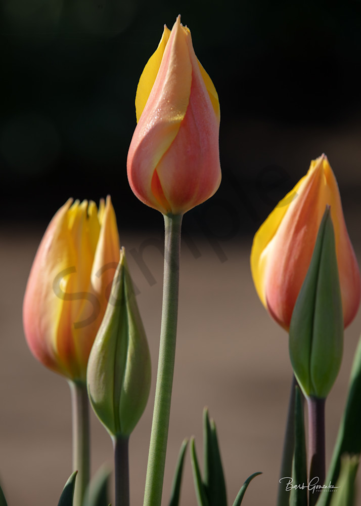 Three Tall Tulips Photography Art | Barb Gonzalez Photography