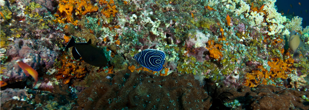 Masterpiece Of The Reef Photography Art | Fine Balance