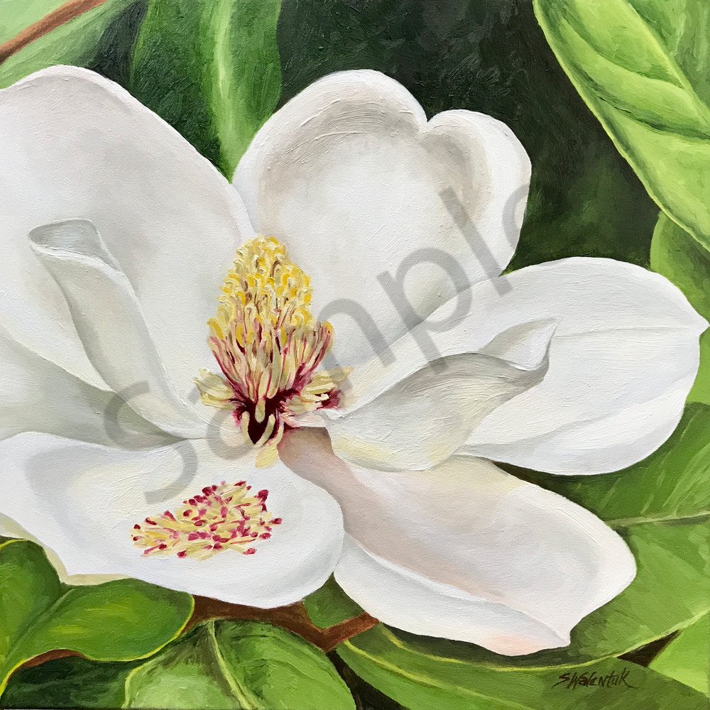 Blushing-Elegance-Print, Magnolia-Blossom, Flower, White-Flower