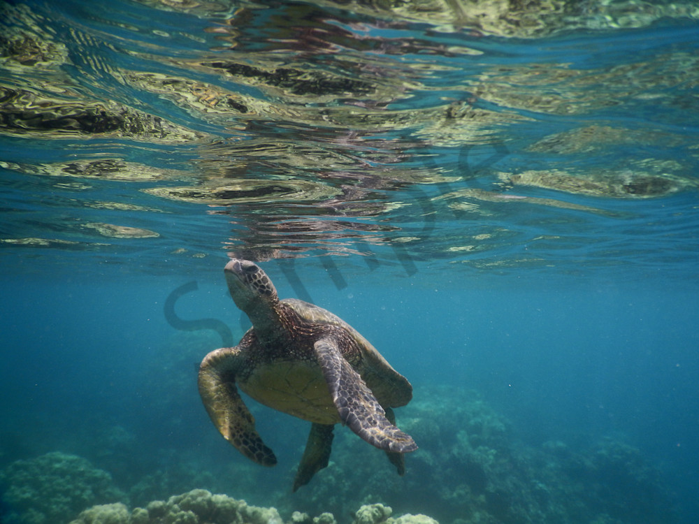 sea-life|hawaii-snorkling