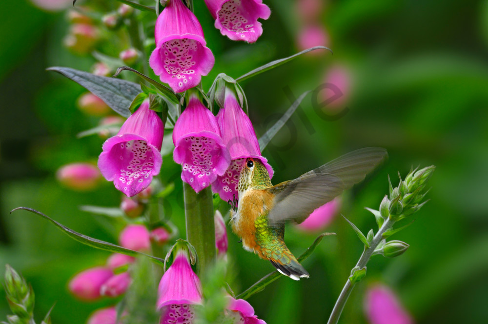 Rufous Hummingbird nectaring on foxglove flowers.