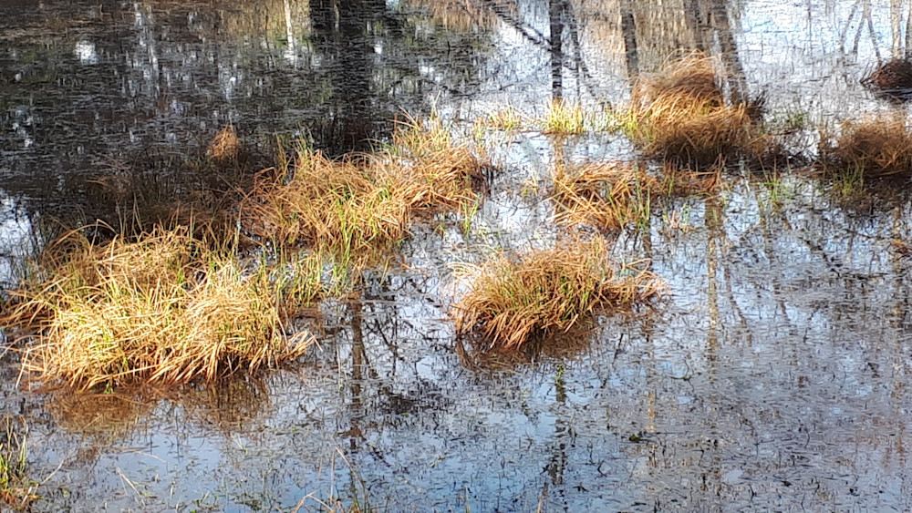 Seagirt Ponds Spring Yelow Grass Art | kathleenschmalzartist
