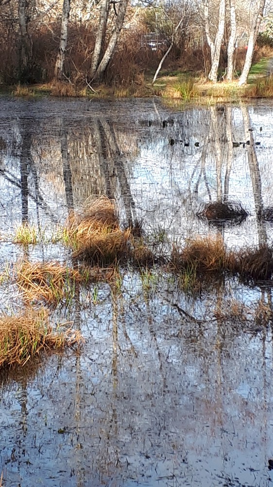 Seagirt Ponds Spring Reflected Alders Art | kathleenschmalzartist