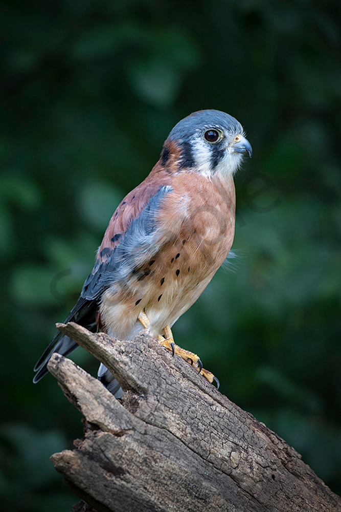American Kestrel - fine art photography print - beautiful bird - JP Sullivan Photography American Kestrel - fine art photography print - beautiful bird - JP Sullivan Photography