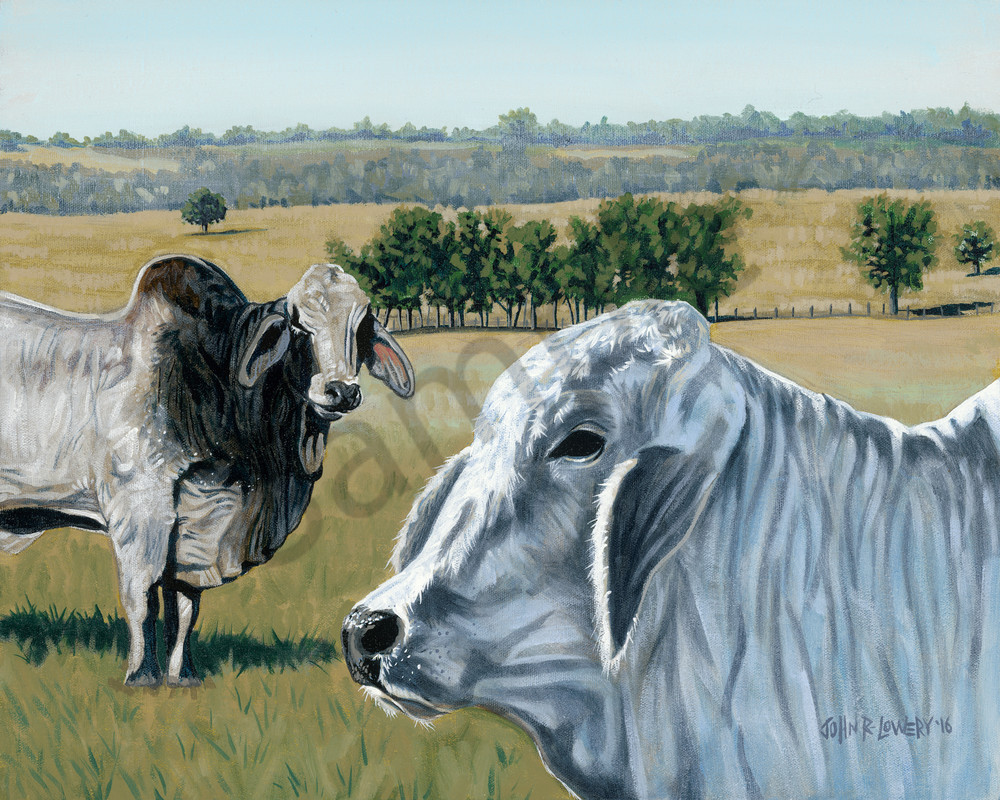 Original painting of Brahman cattle and Texas landscape for sale as art prints.