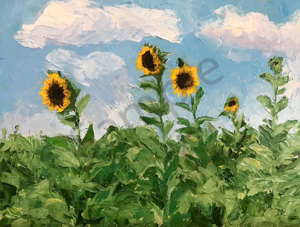 Sunflower Fields, Farm, Sunflowers