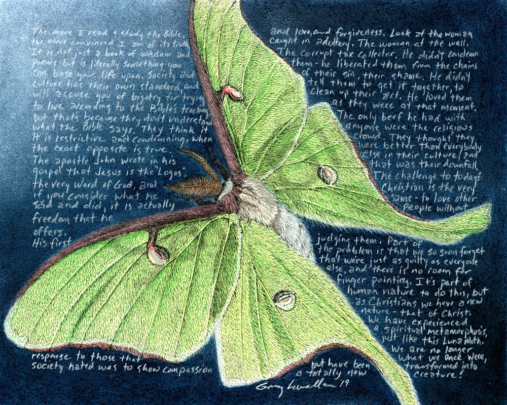 Luna Moth - Actias luna - Original Art and Limited Edition Prints