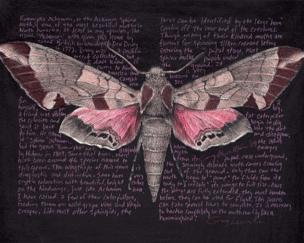 Sphinx Moth - Eumorpha achemon - Original Art and Limited Edition Prints