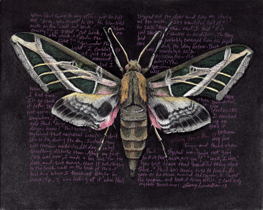 Sphinx Moth - Eumorpha vitis - Original Art and Limited Edition Prints