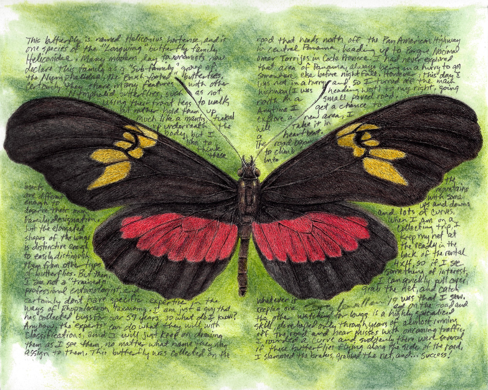Longwing Butterfly - Heiconius hortense - Original Art and Limited Edition Prints