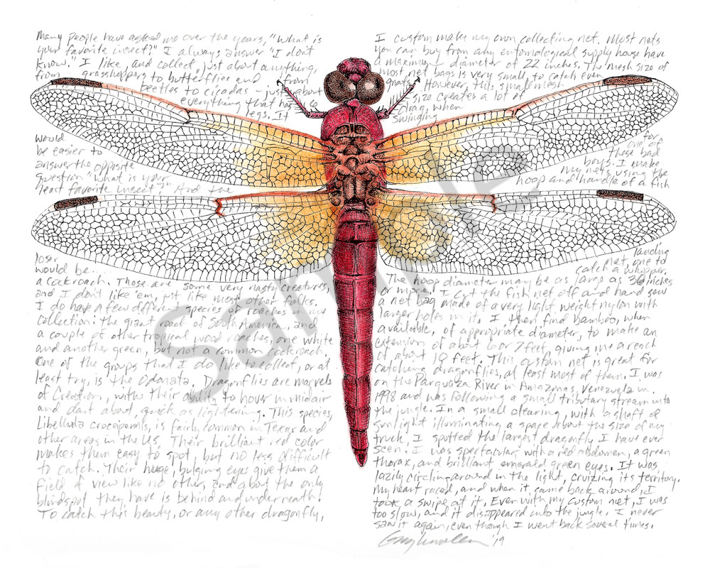 Skimmer Dragonfly - Libellula croceipenis - Original Art and Limited Edition Prints