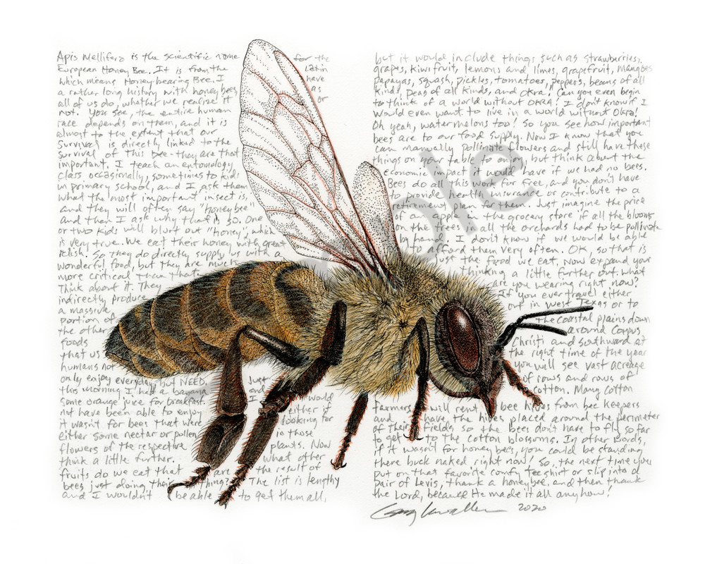 Honey bee # 2 - Apis mellifera - Original Art and Limited Edition Prints