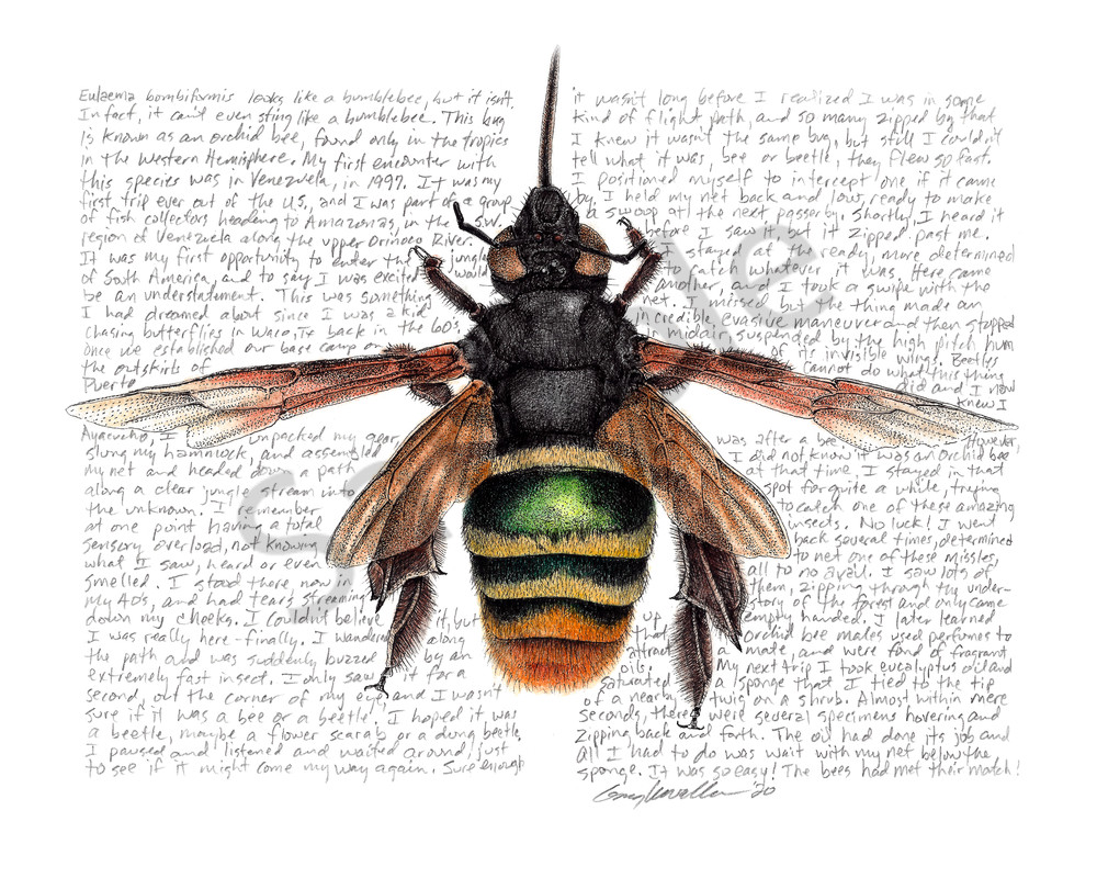 Orchid Bee - Original Art and Limited Edition Prints