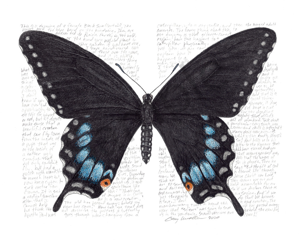 Swallowtail - Papilio polyxene - Original Art and Limited Edition Prints