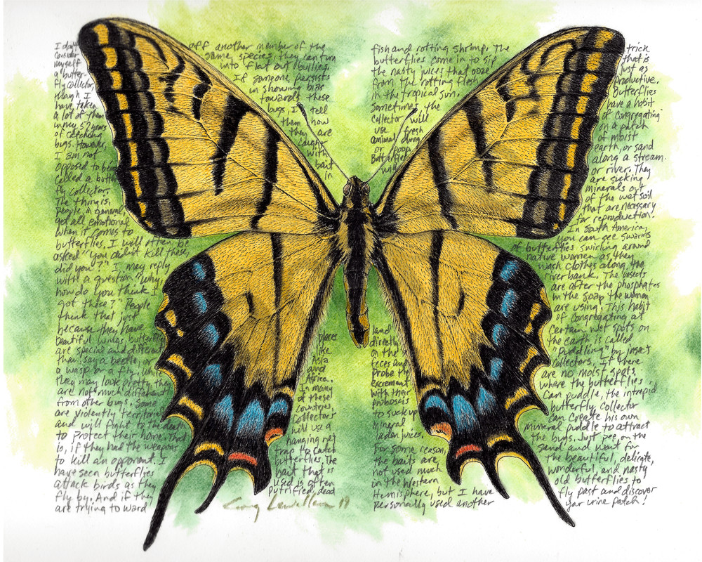 Swallowtail - Papilio multicaudata - Original Art and Limited Edition Prints