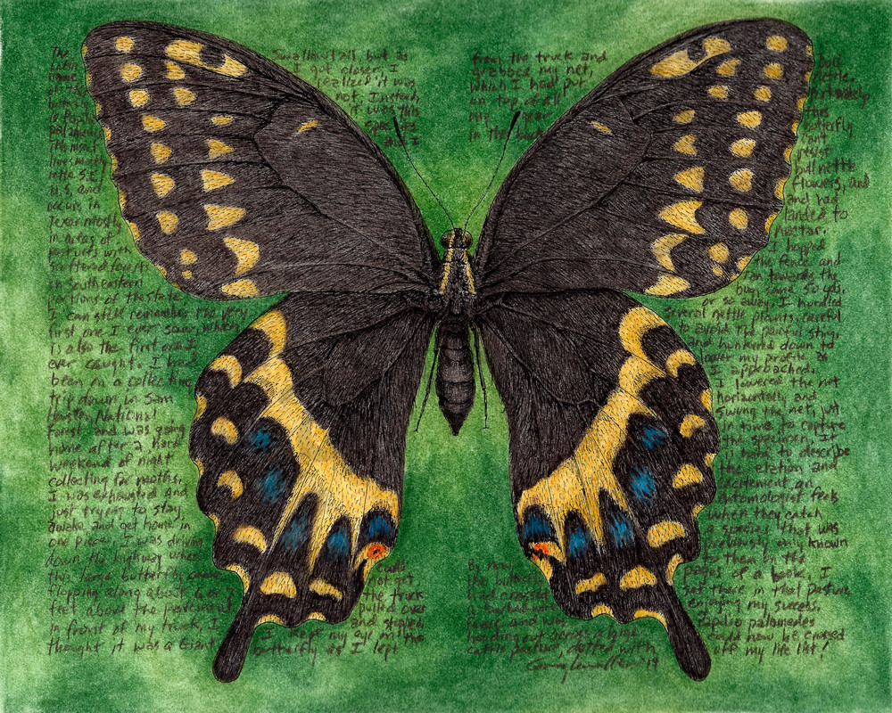 Swallowtail - Papilio palamedes - Original Art and Limited Edition Prints