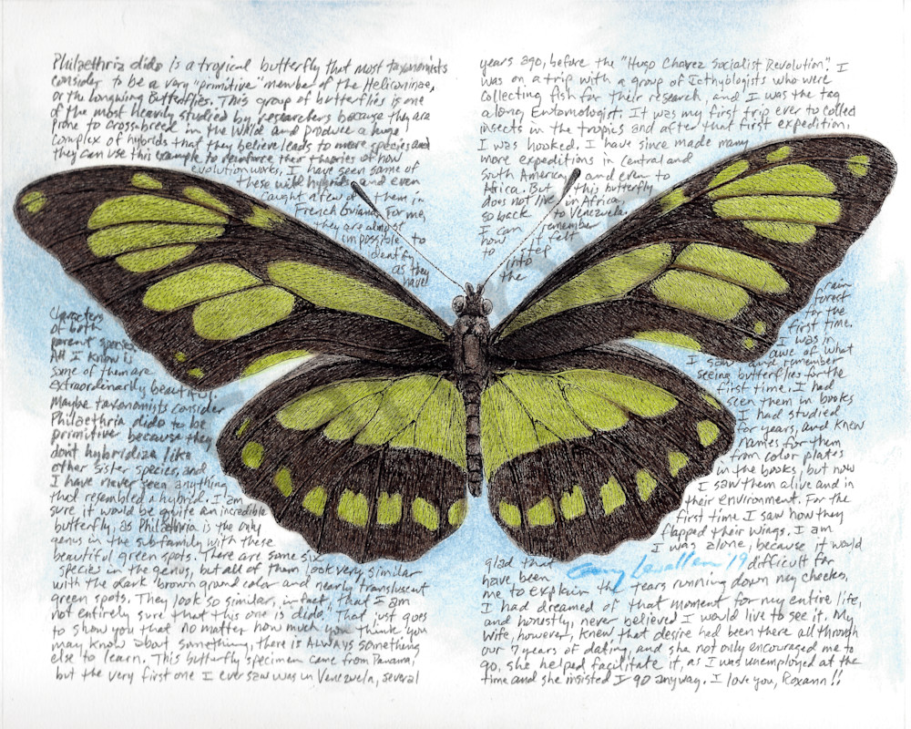 Longwing Butterfly - Philaethria dido - Original Art and Limited Edition Prints
