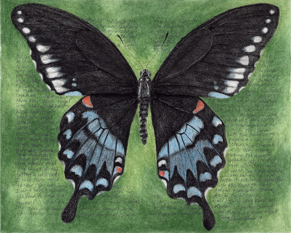 Spicebush Swallowtail - Papilio troilus - Original Art and Limited Edition Prints