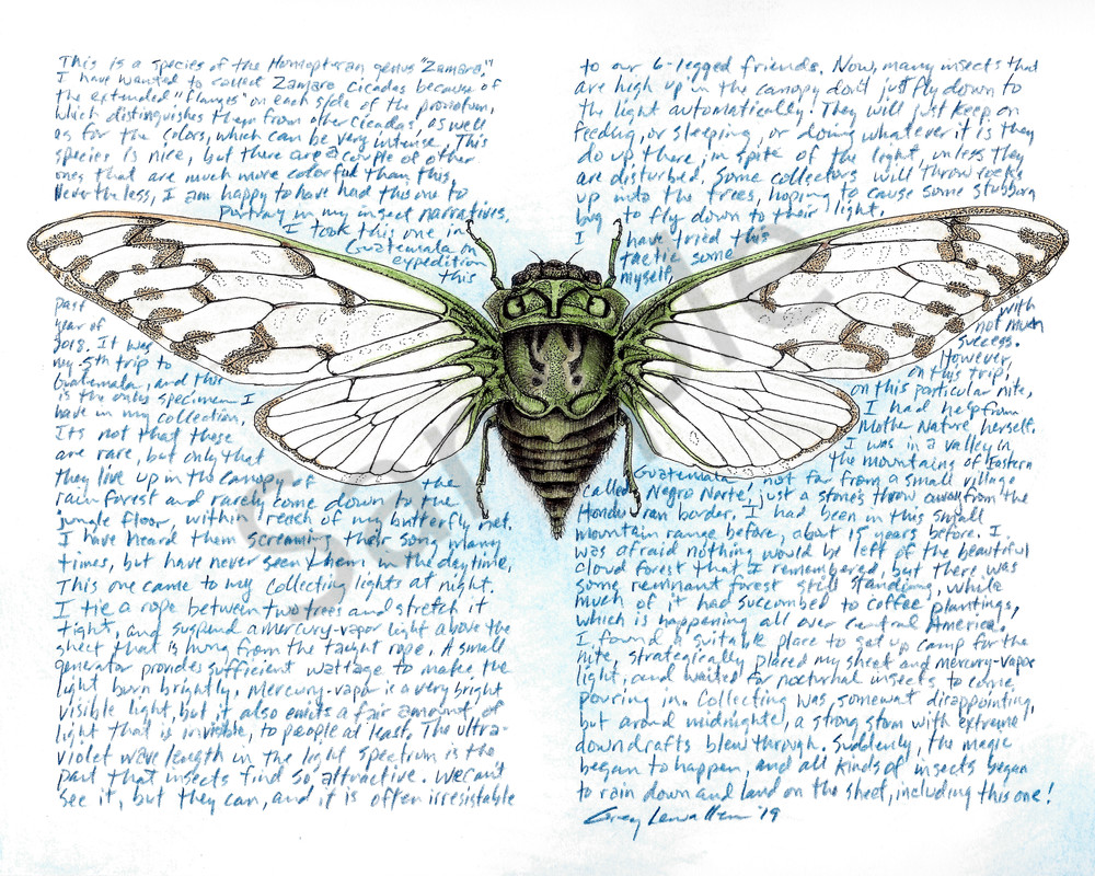 Cicada - Zamara Guat - Original Art and Limited Edition Prints