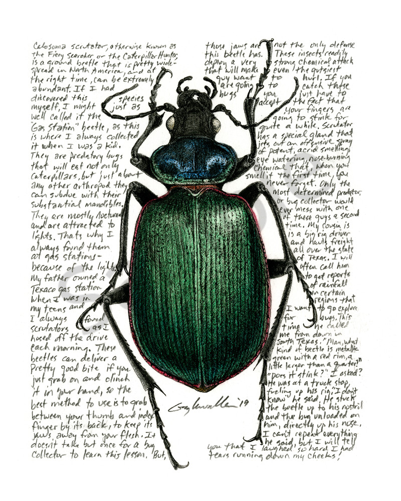 Caterpillar Hunter Beetle - Calosoma scrutator - Original Art and Limited Edition Prints