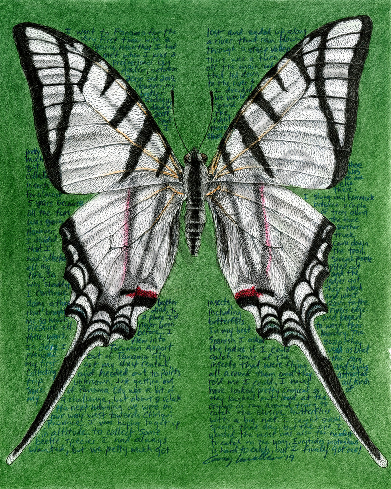 Kite Swallowtail - Eurytides protesilaus dariensis - Original Art and Limited Edition Prints