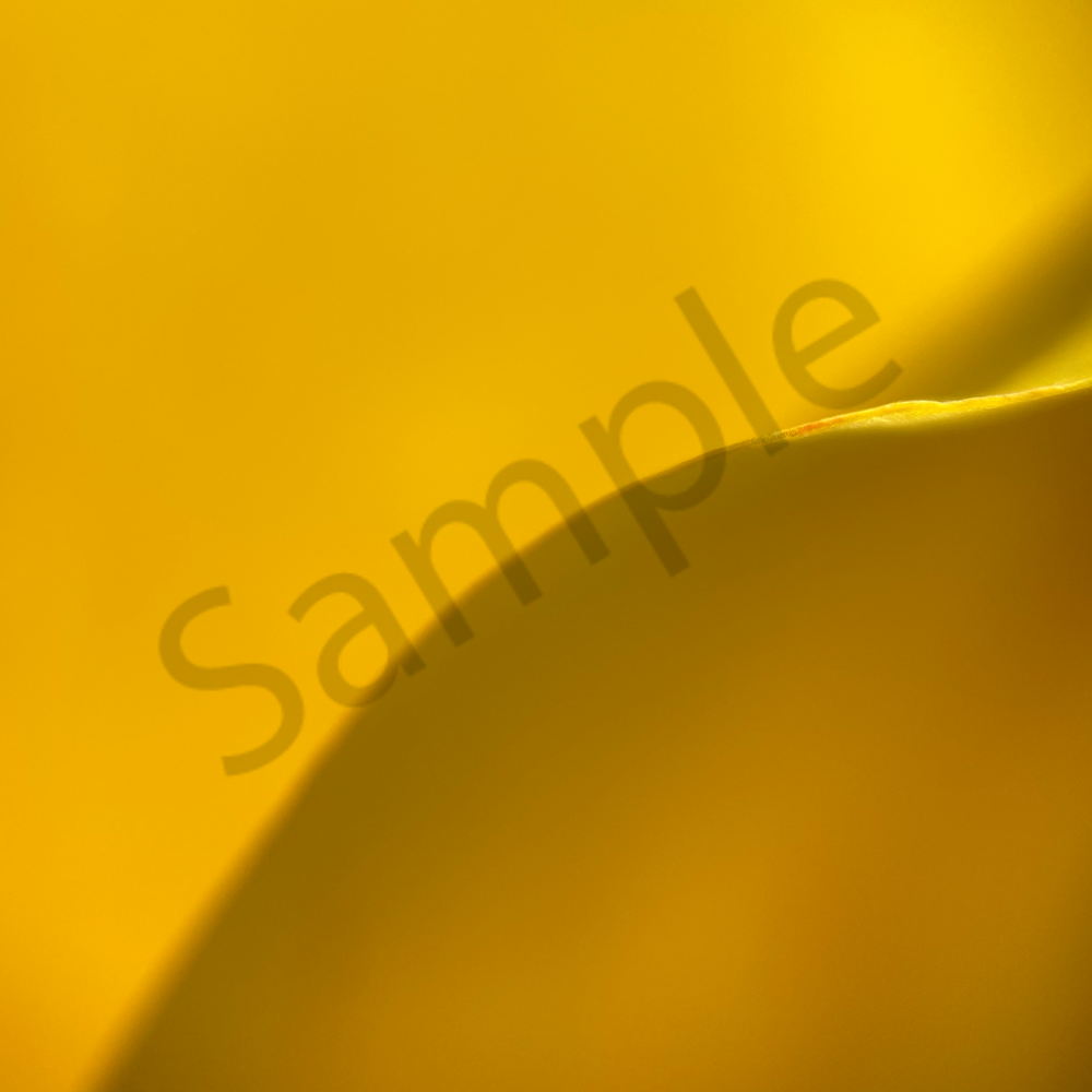 A Yellow Tulip's Nod to Amanda Gorman's Poem