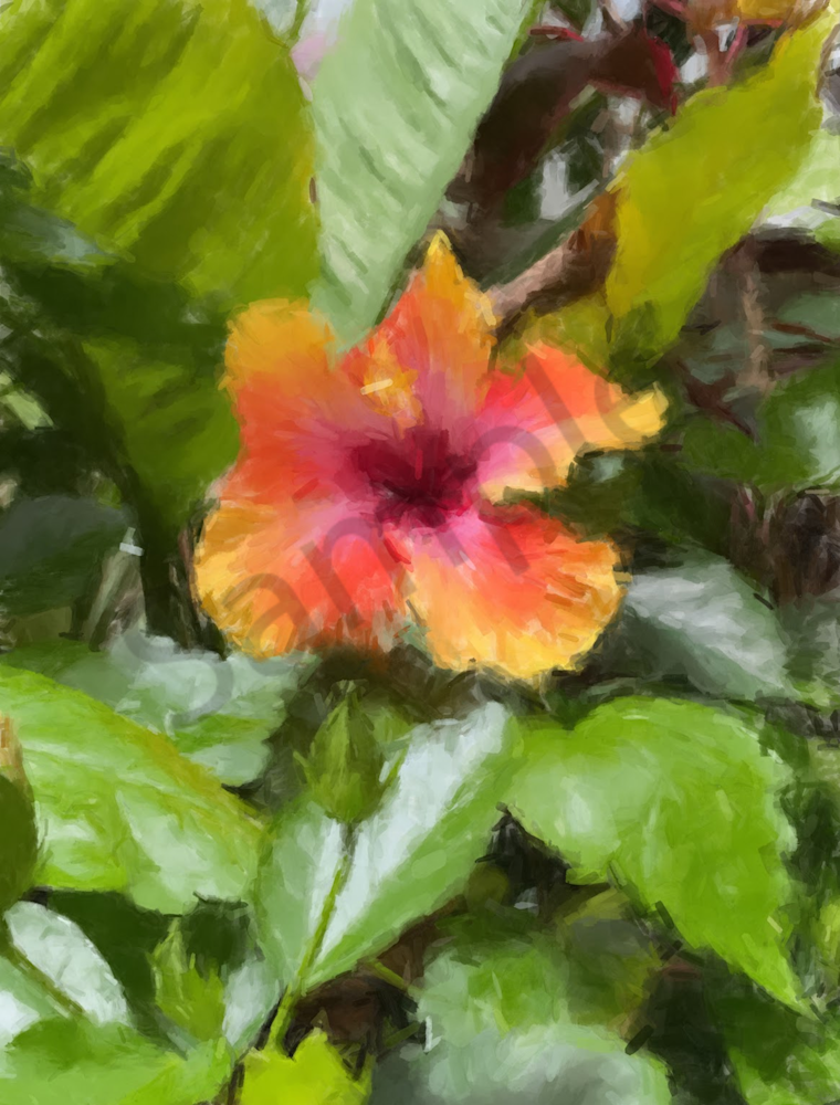 Hibiscus In Bloom Art | Windhorse