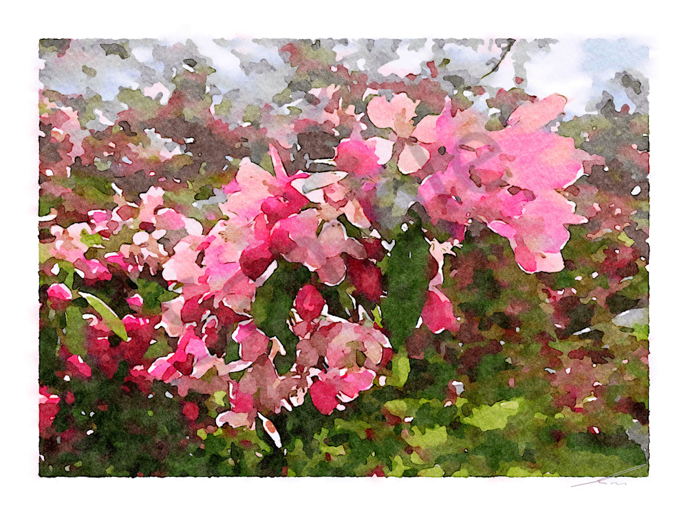 Island Cherry Blossom IV