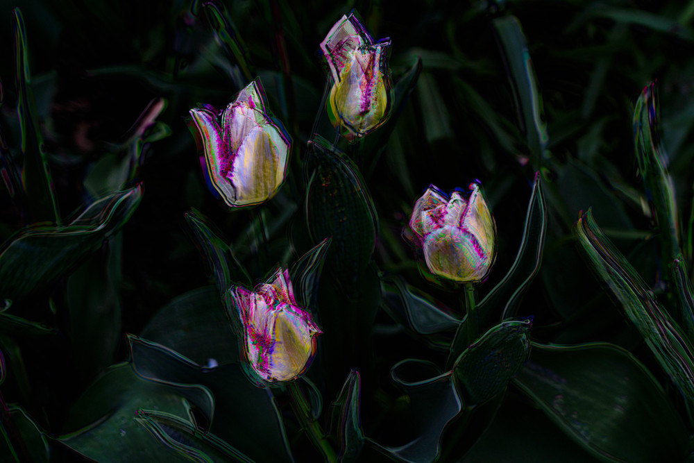 Tulip Time Photography Art | Cerca Trova Photography