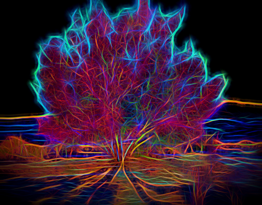 Glowing Tree Photography Art | frednewmanphotography