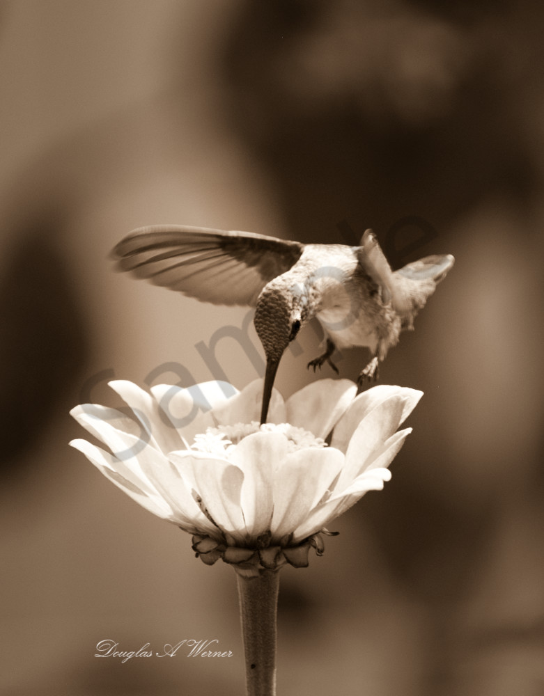 Sweet Nectar  Art | AphotoApicture