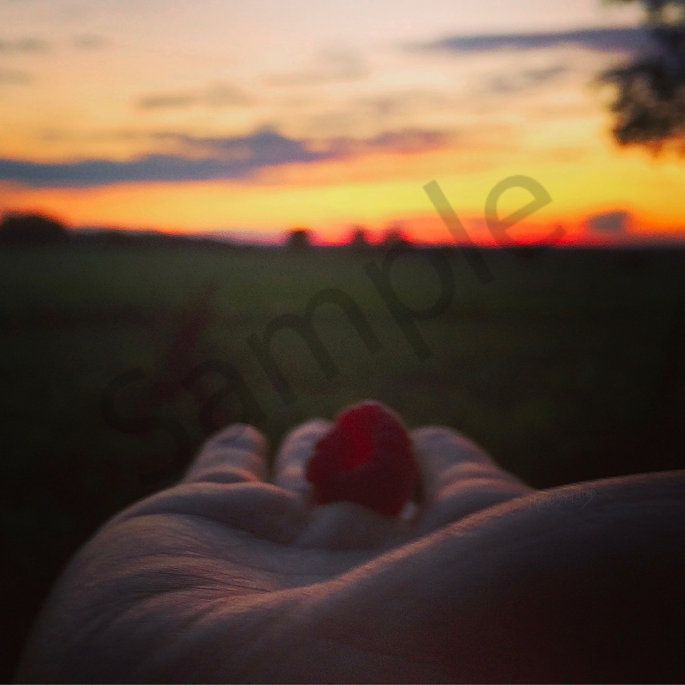 Have you ever looked into the center of a freshly picked raspberry when the sun's rays are shining through it at sunset? Have you ever looked into the center of a freshly picked raspberry when the sun's rays are shining through it at sunset?