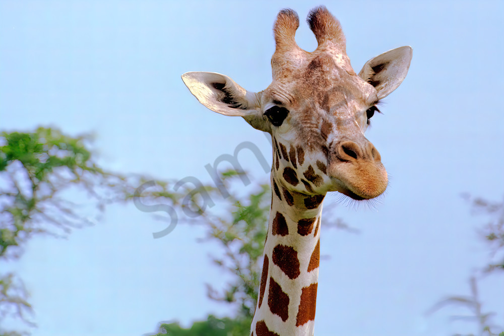 Giraffe up close