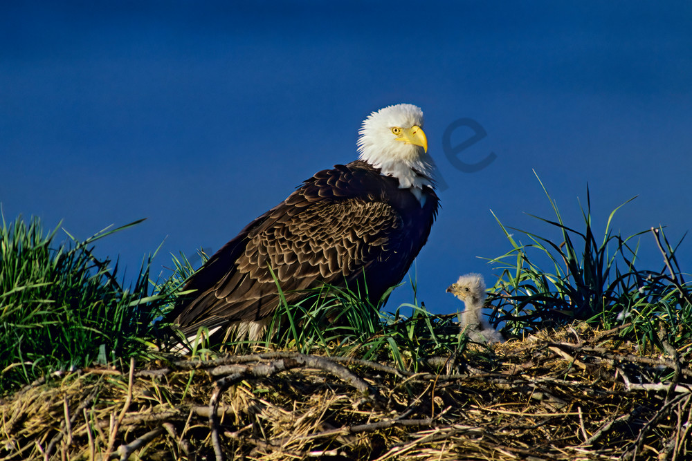 Bald eagle nest.