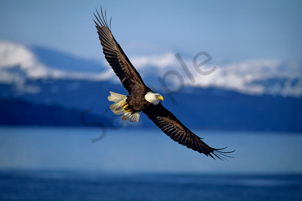 Bald Eagle soaring over coastal area.