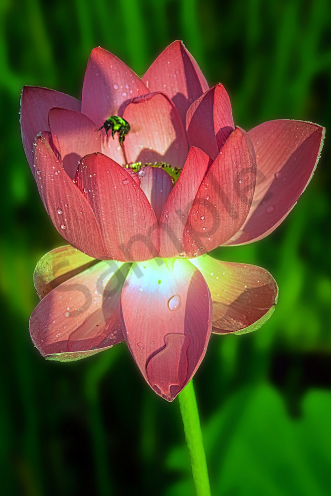 Flower With Bee Art | Cincy Artwork