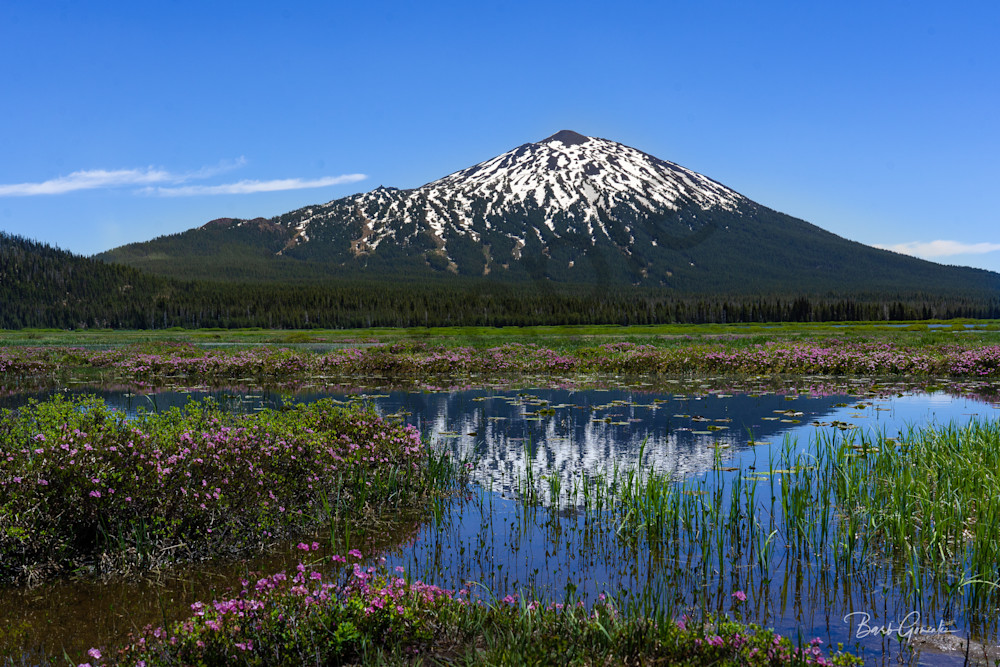 Mt Bachelor And Pink Flowers Photography Art | Barb Gonzalez Photography