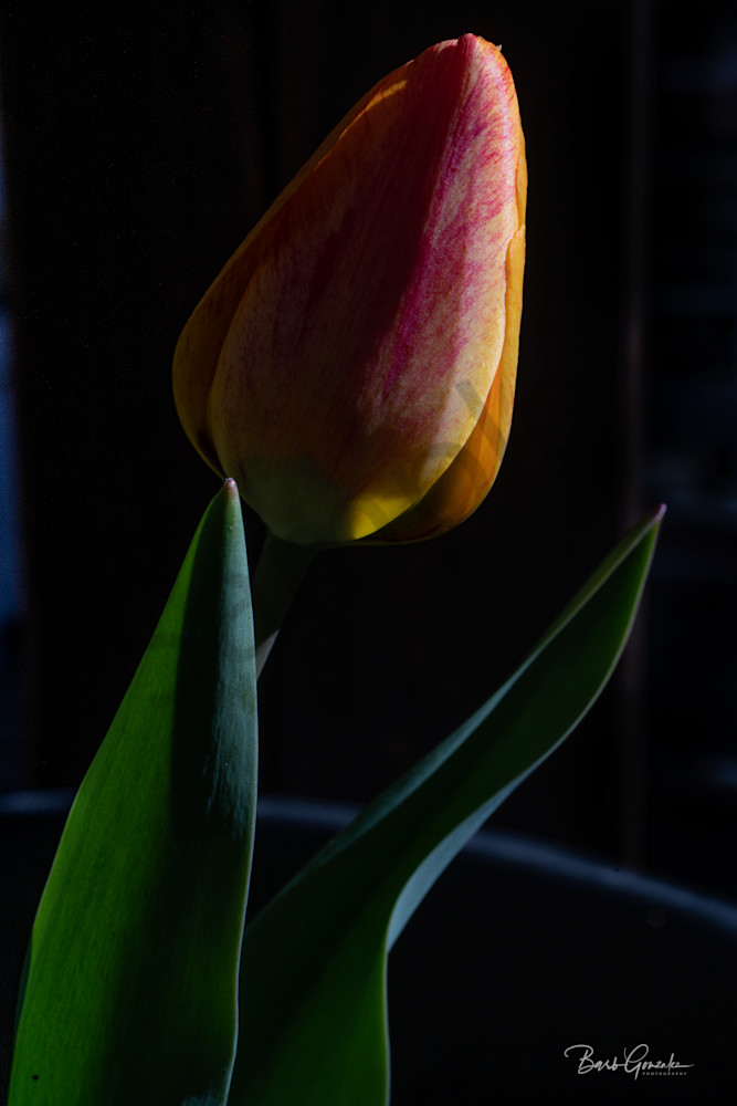 Yellow Tulip  Dark Light Photography Art | Barb Gonzalez Photography