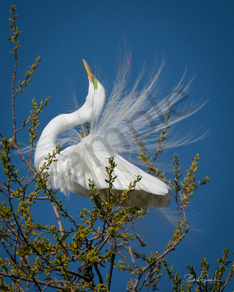 Beautiful Egret feathers on Egret posing in tree photo for sale by Barb Gonzalez Photography