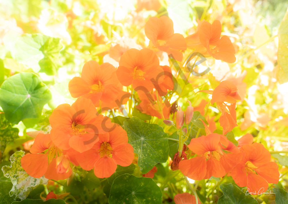 Happy orange nasturtium flowers photo by Barb Gonzalez Photography
