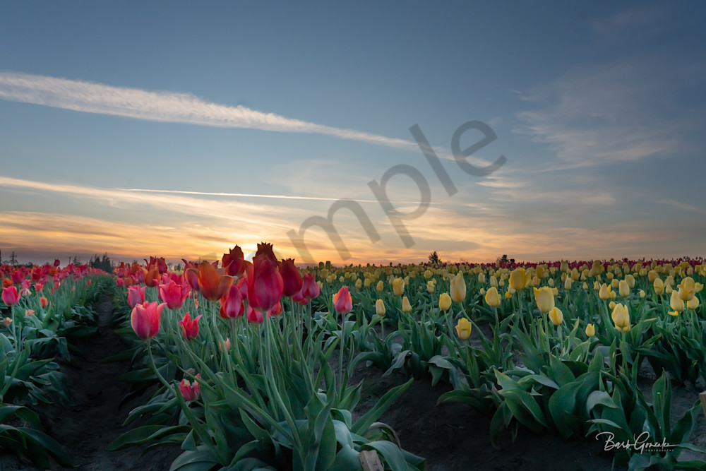 Low Sunset Over Tulip Fields Photography Art | Barb Gonzalez Photography