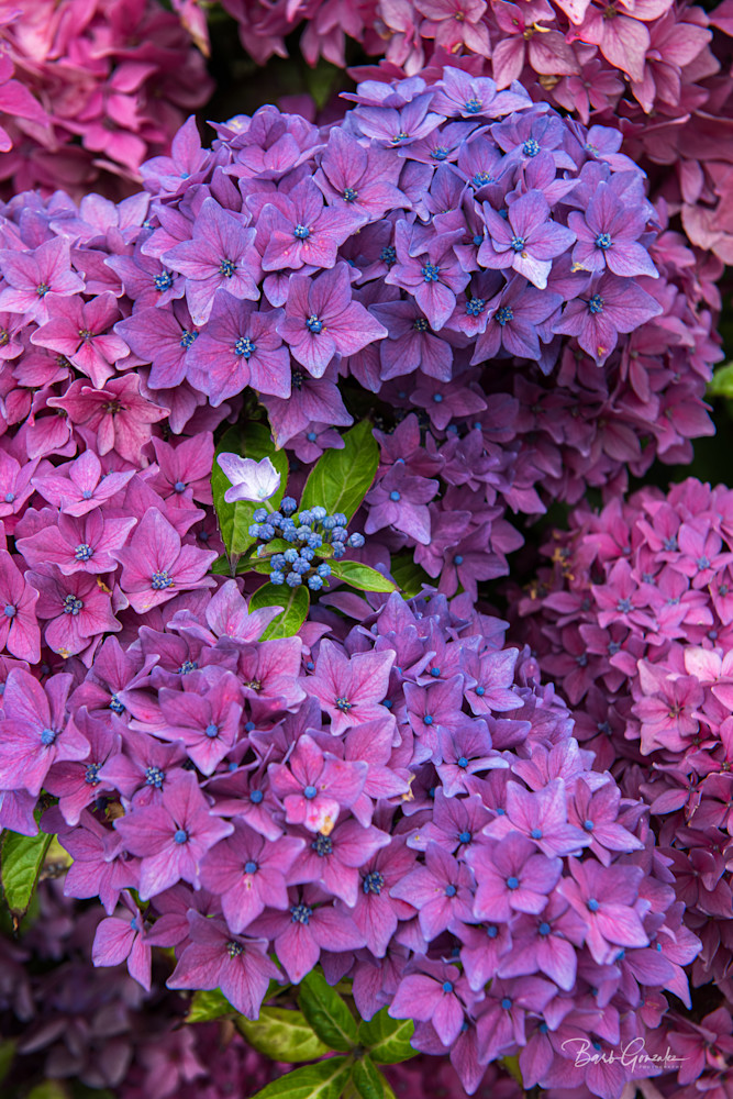 Bunch of Purple Hydrangeas pattern photo for sale by Barb Gonzalez photography