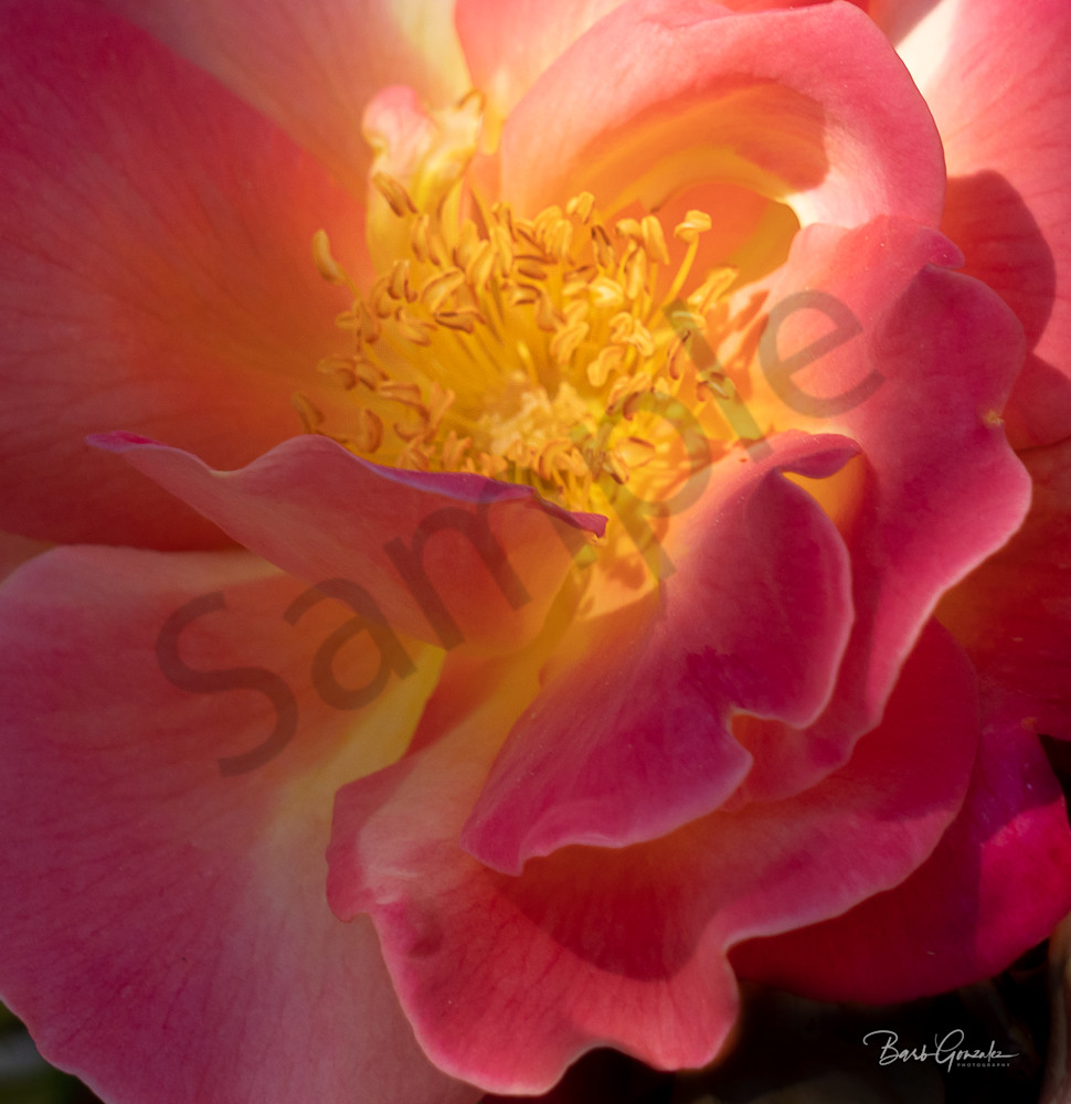 Pink Sunlit Rose Photography Art | Barb Gonzalez Photography