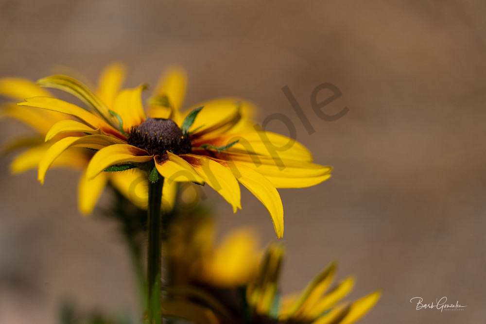 Close up of black-eyed susans with soft background photo for sale by Barb Gonzalez Photography