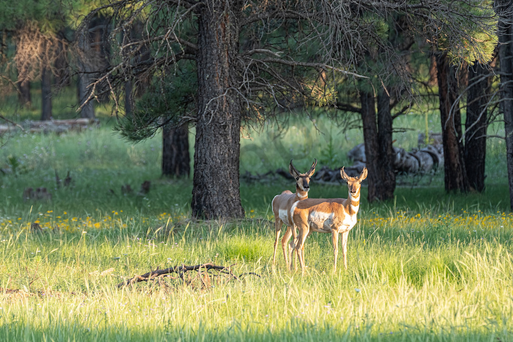 Pronghorn antelope bucks in the forest