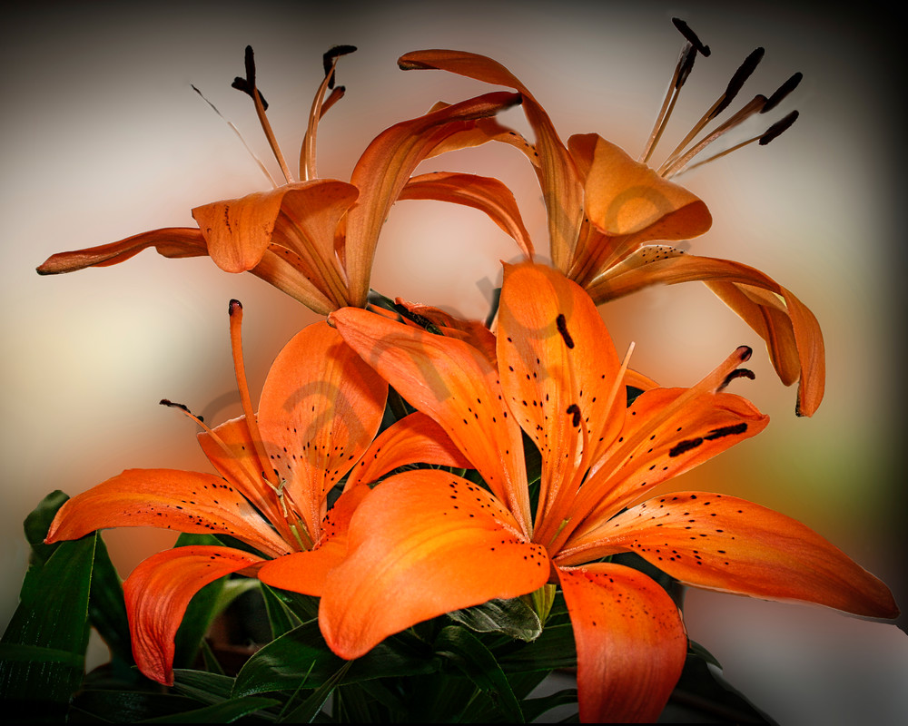 Tiger Lilly Photography Art | It's Your World - Enjoy!