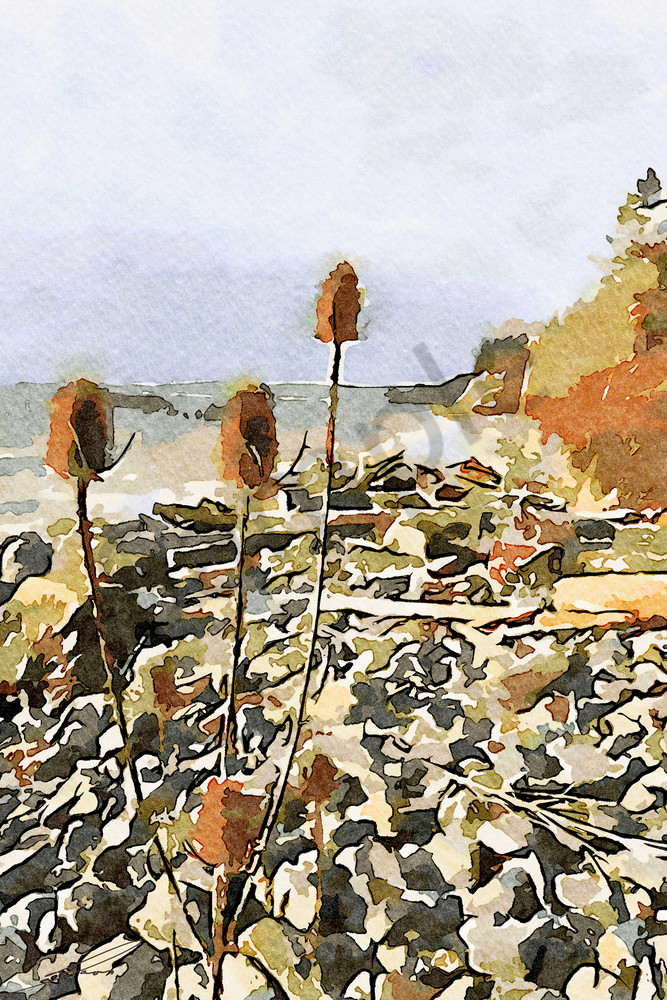 Whistling Thistles Of Whidbey Island I Art | moorattitude