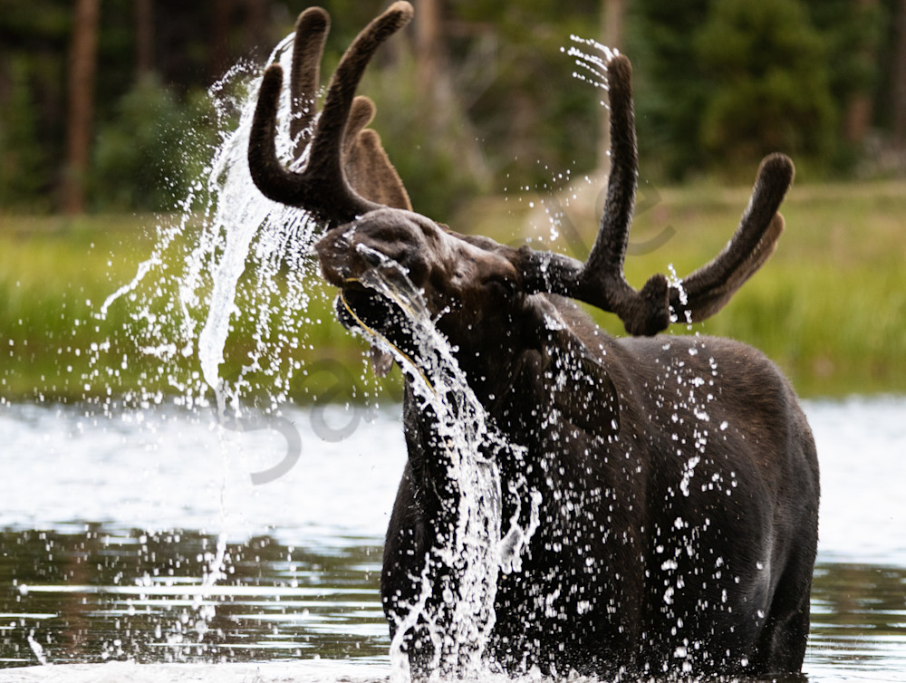 Shake It Off Photography Art | Weather and Nature